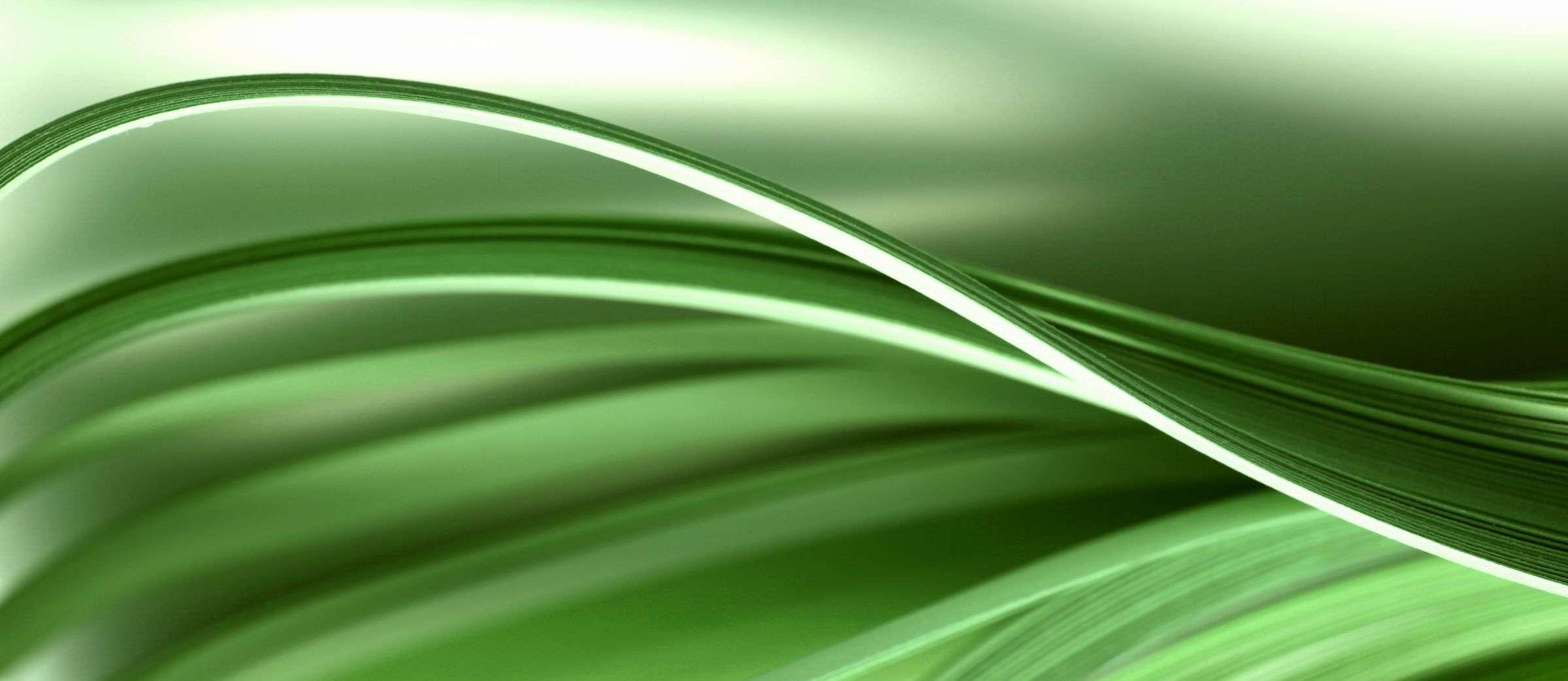 Green ribbons of light curling across a pale field